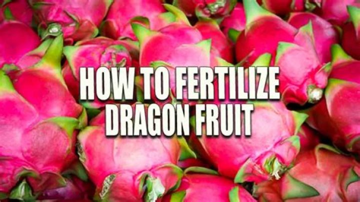 Do you fertilize dragon fruit