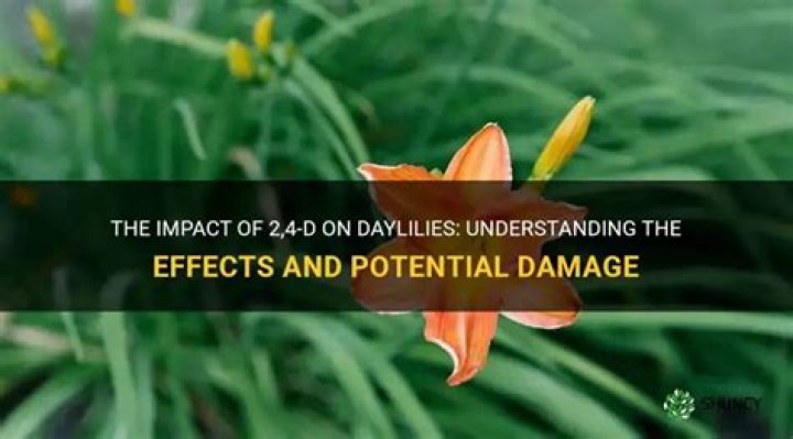 Does 2,4-D kill garden plants