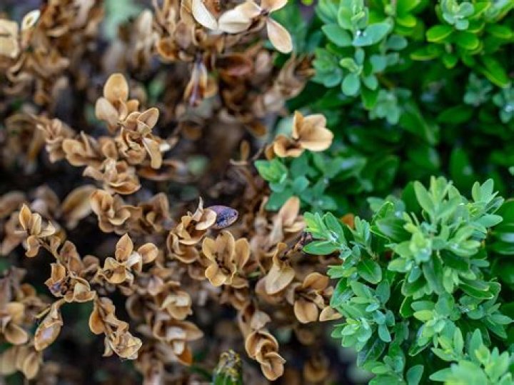 Does blight affect all plants