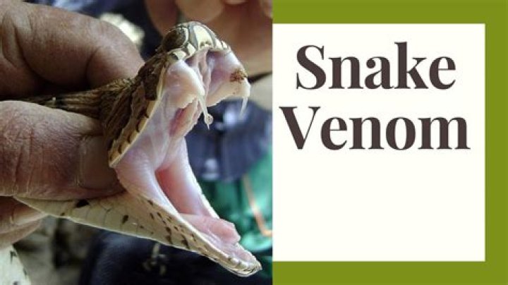 Does electricity stop snake venom