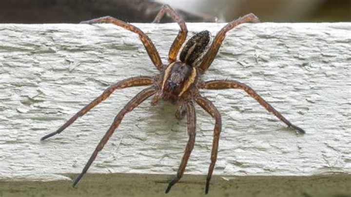 Does England have big spiders