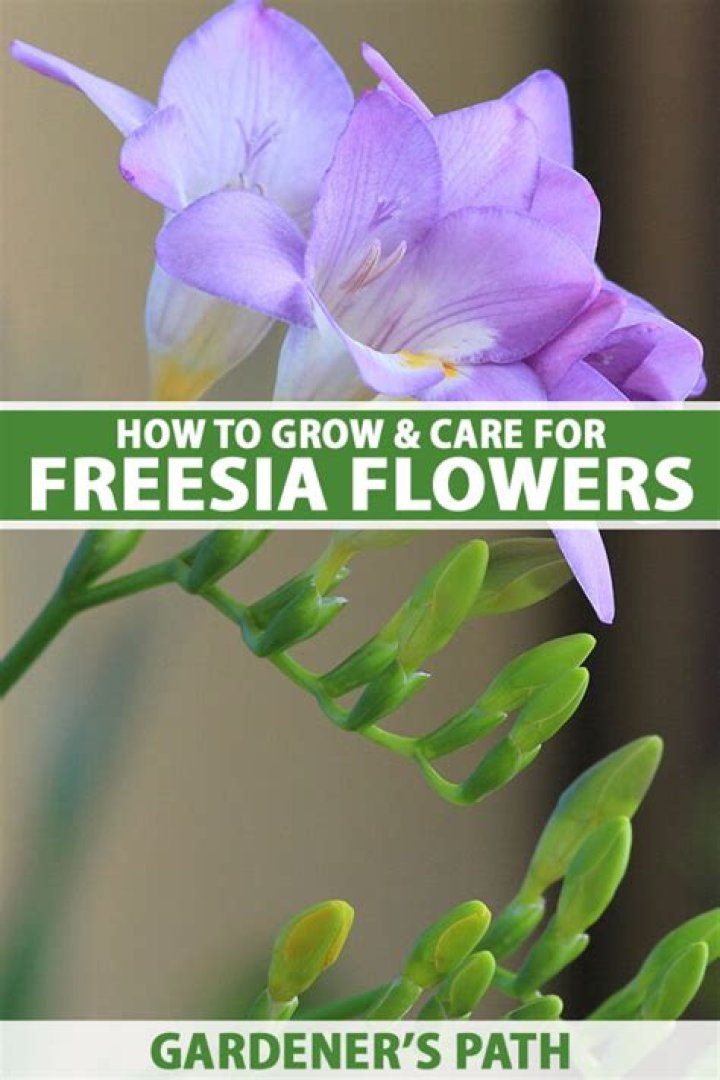 Does freesia bloom more than once