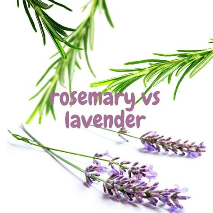 Does lavender smell like rosemary