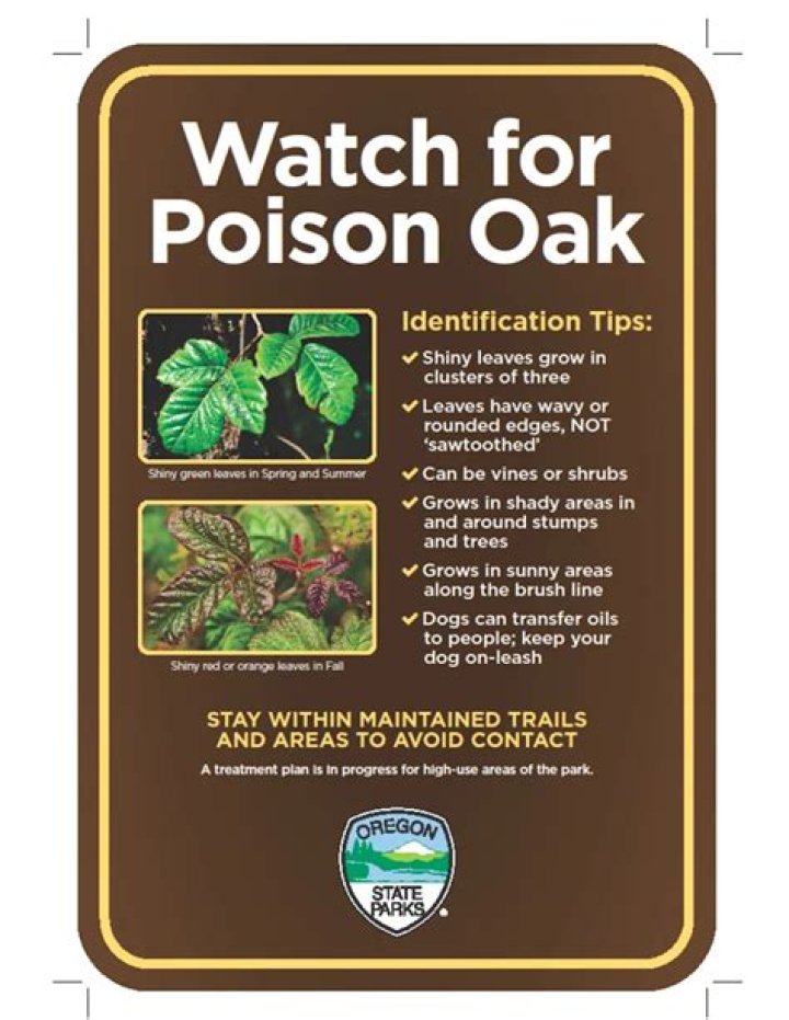 Does poison oak have any benefits