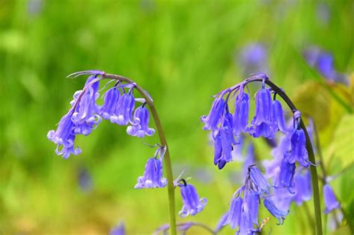 How are blue bells pollinated