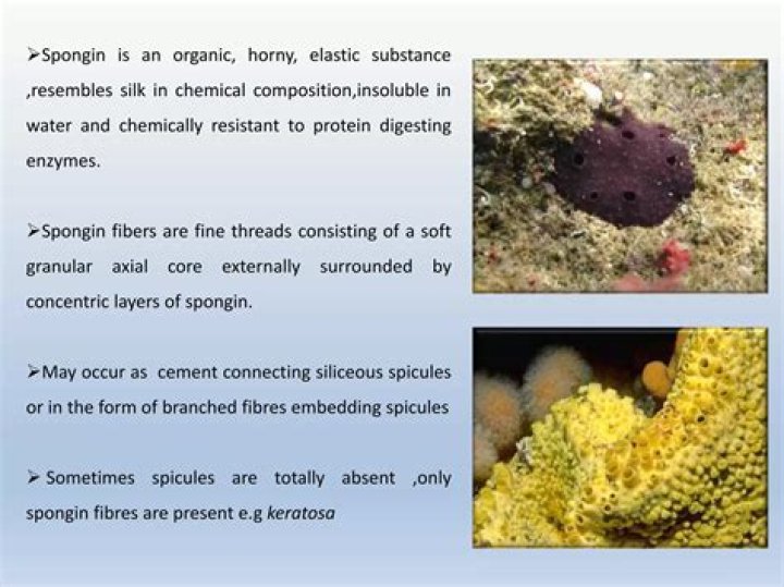 How are spongin fibers formed