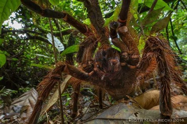 How big can a Goliath spider grow