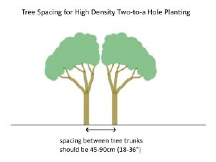 How close can trees grow together