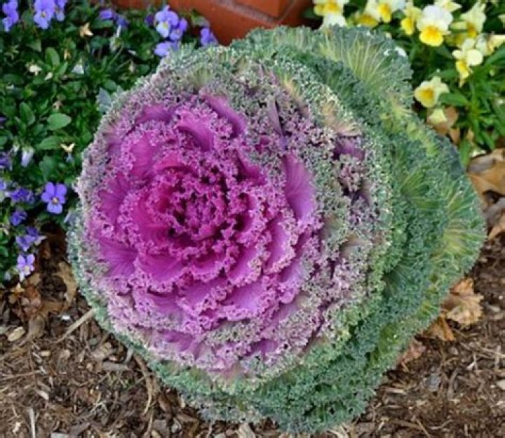 How cold hardy is ornamental kale