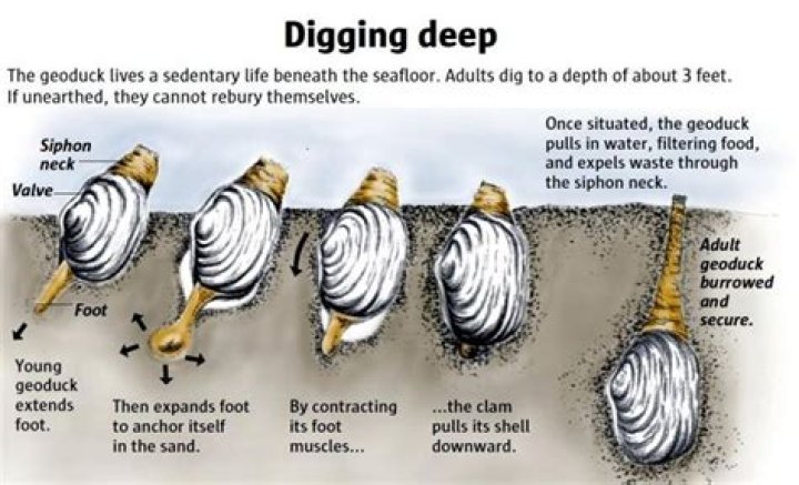 How deep do clams bury themselves