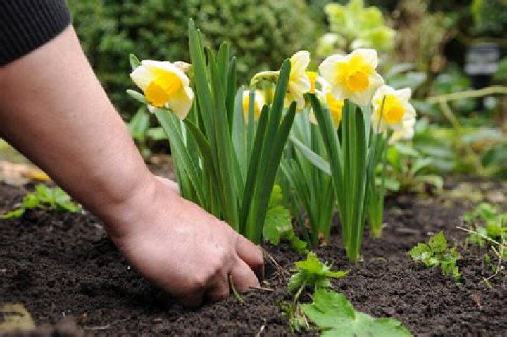 How deeply do you plant daffodils