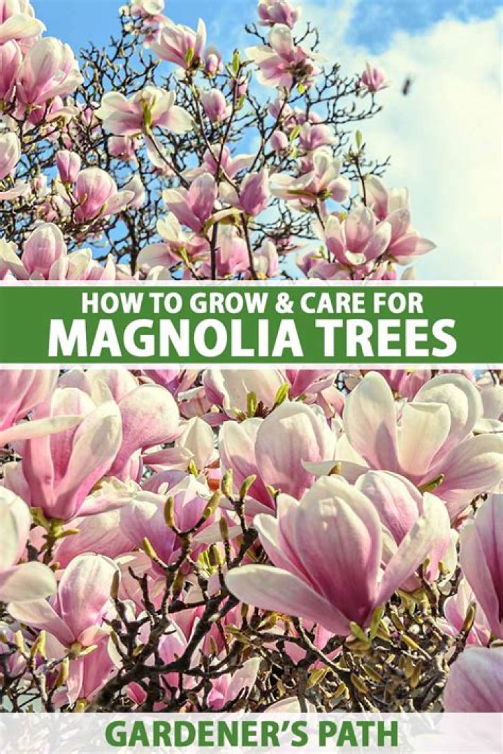 How do I get my magnolia to bloom