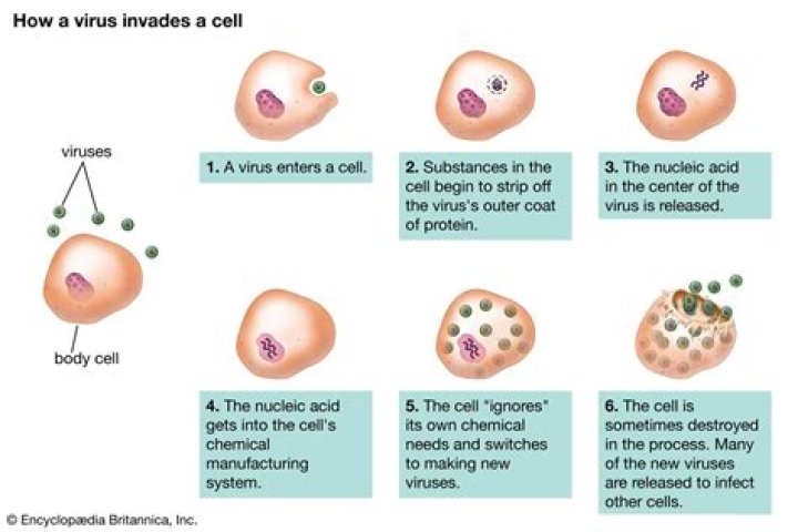 How do viruses exit the host cell