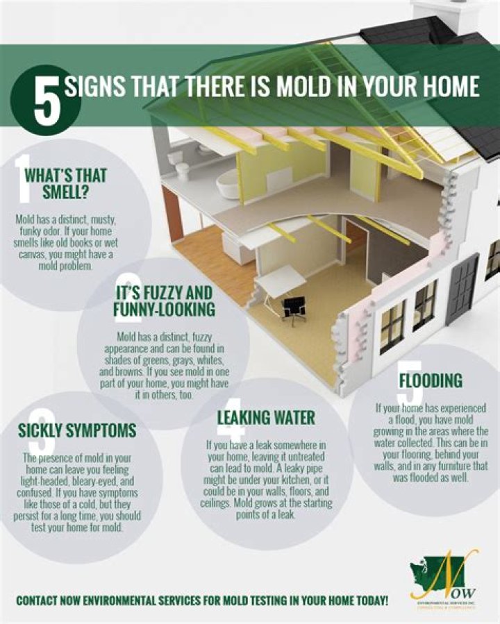 How do you detect mold in a house