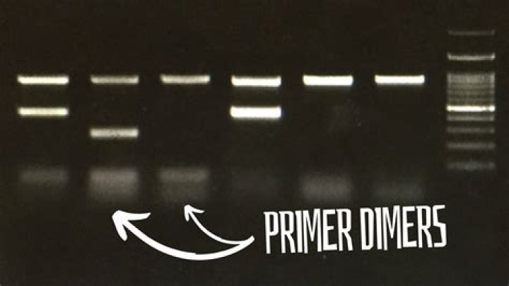 How do you fix a primer dimer
