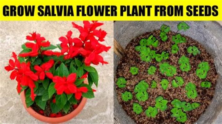 How do you germinate salvia seeds