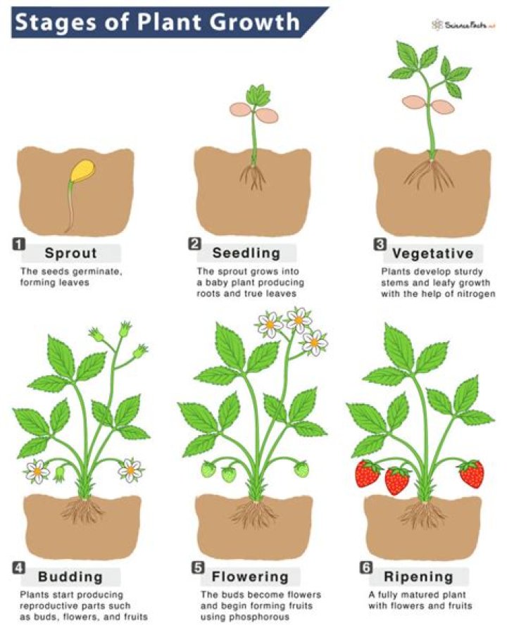 How do you grow a lion tail from seed