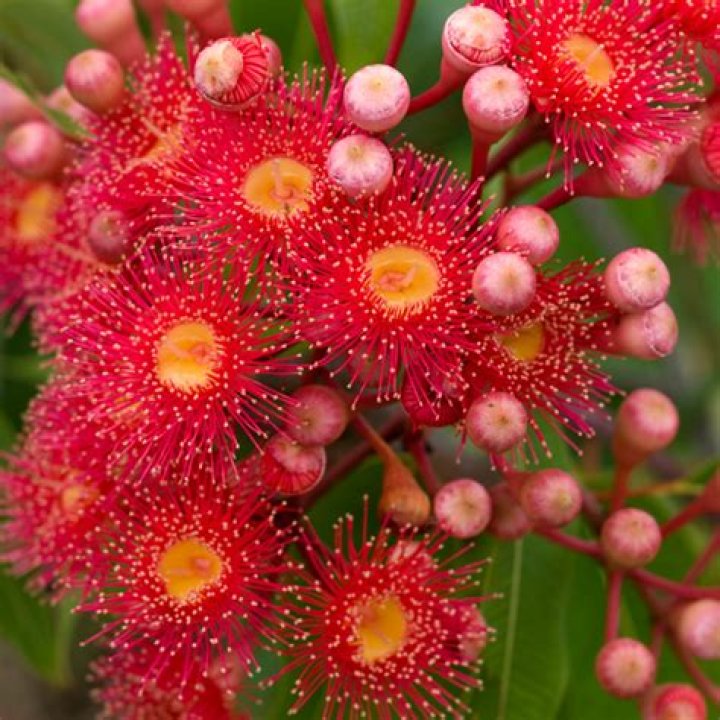 How do you grow flowering gum