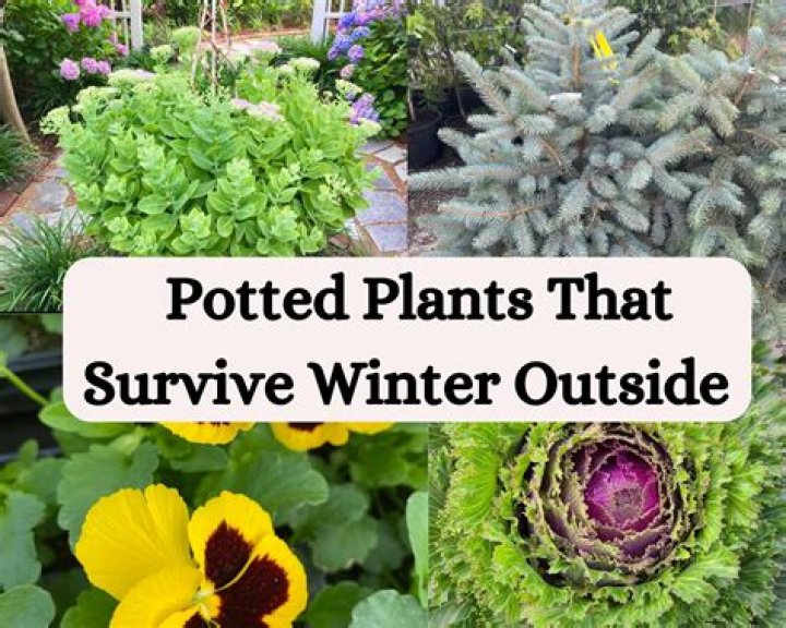 How do you keep potted plants warm in the winter