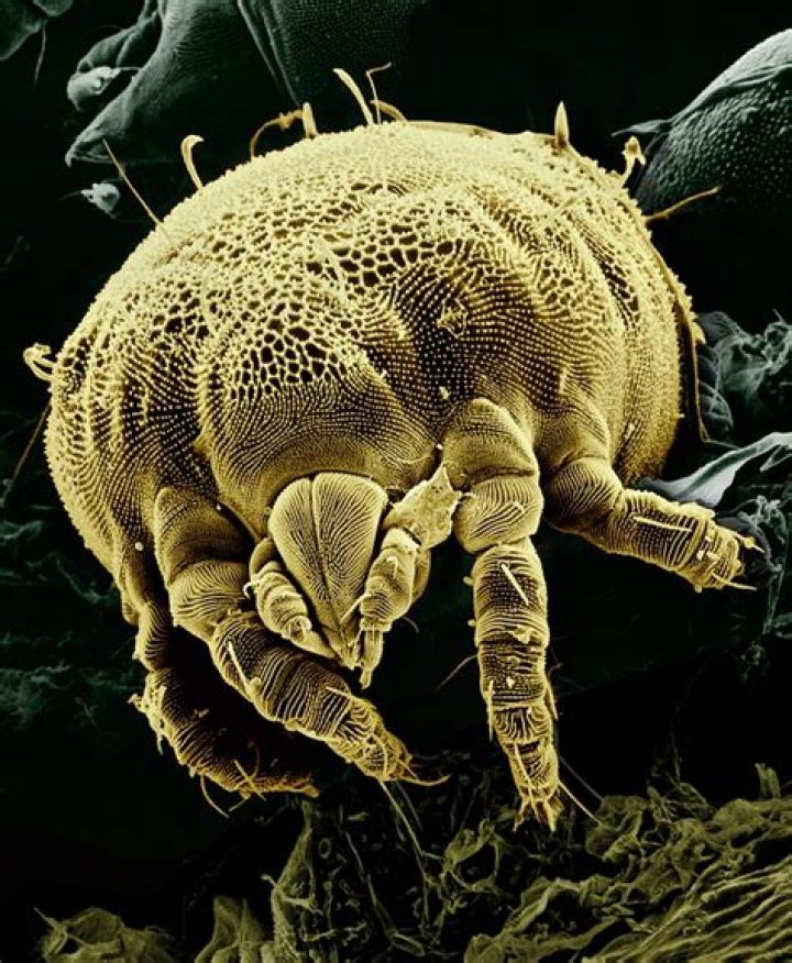 How do you kill mites naturally