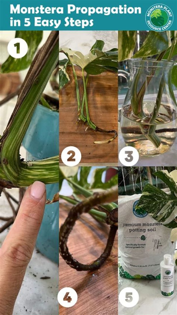 How do you make Monstera stand up