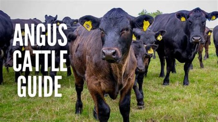 How do you pick a good Angus bull