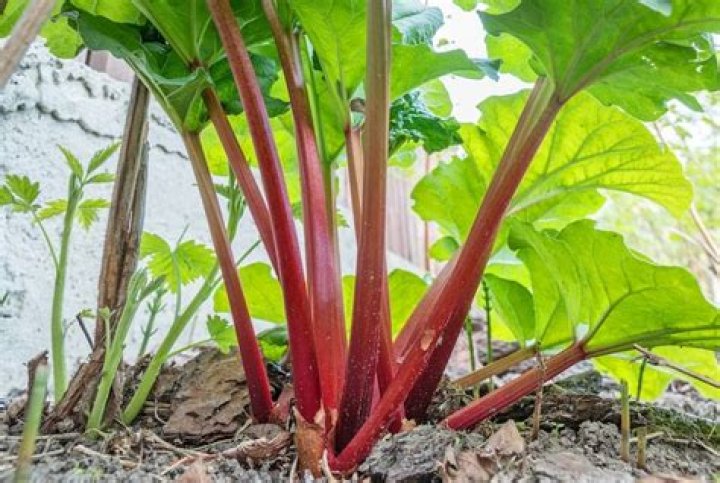 How do you revive a rhubarb plant