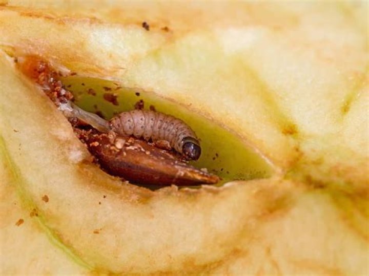 How do you stop codling moths