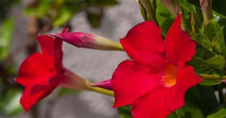 How do you take care of the Sun Parasol Crimson Mandevilla