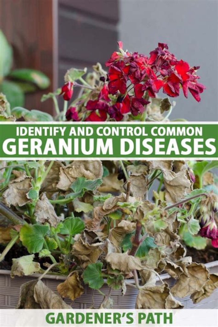 How do you treat geranium disease