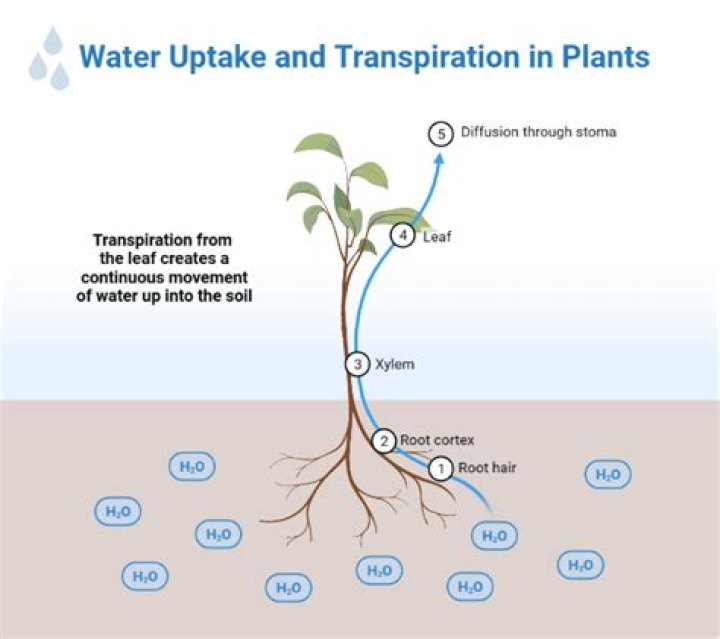 How does a plant uptake water