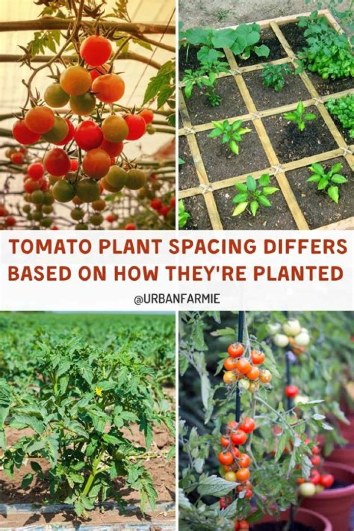 How far apart do I need to plant tomato plants