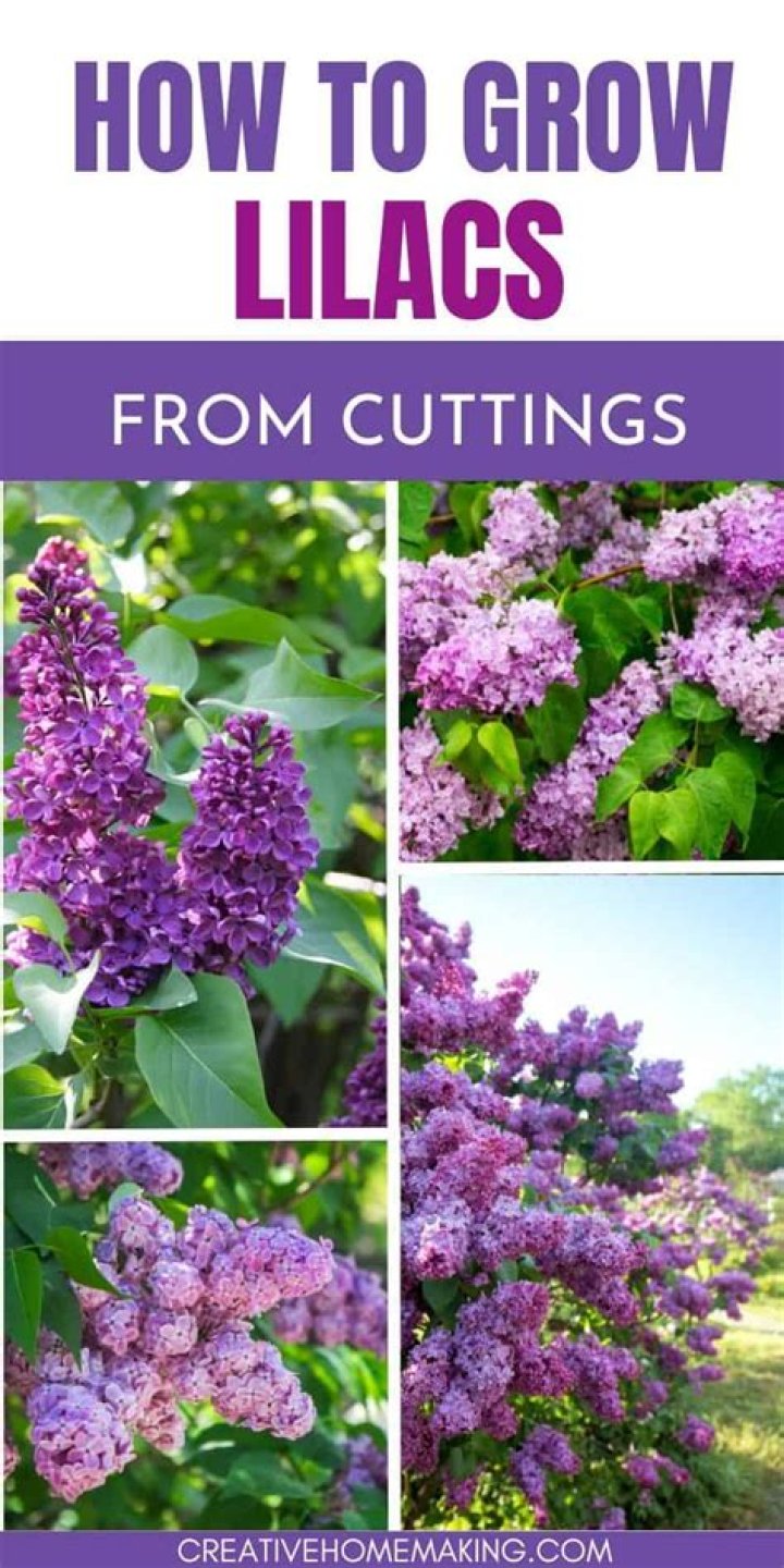 How far south can you grow lilacs