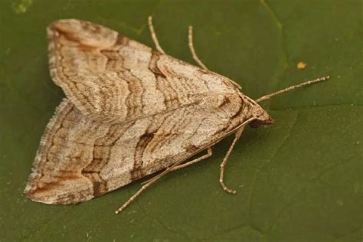 How long do moths live for NZ