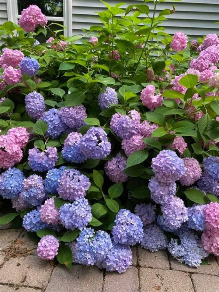 How long does a hydrangea take to grow