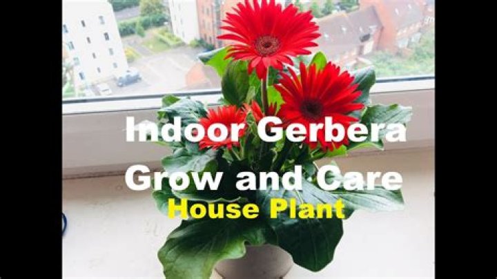 How long will a gerbera daisy live indoors