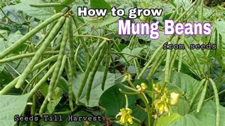 How much beans can 1 acre produce