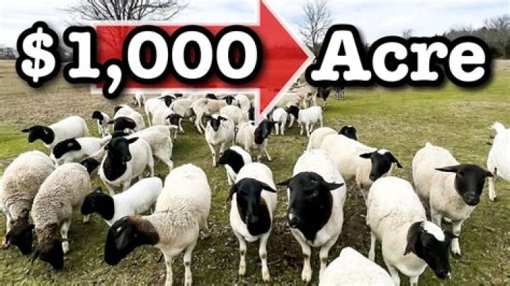 How much profit does a sheep make