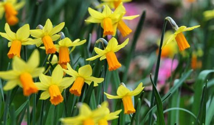 Is a daffodil a spring flower