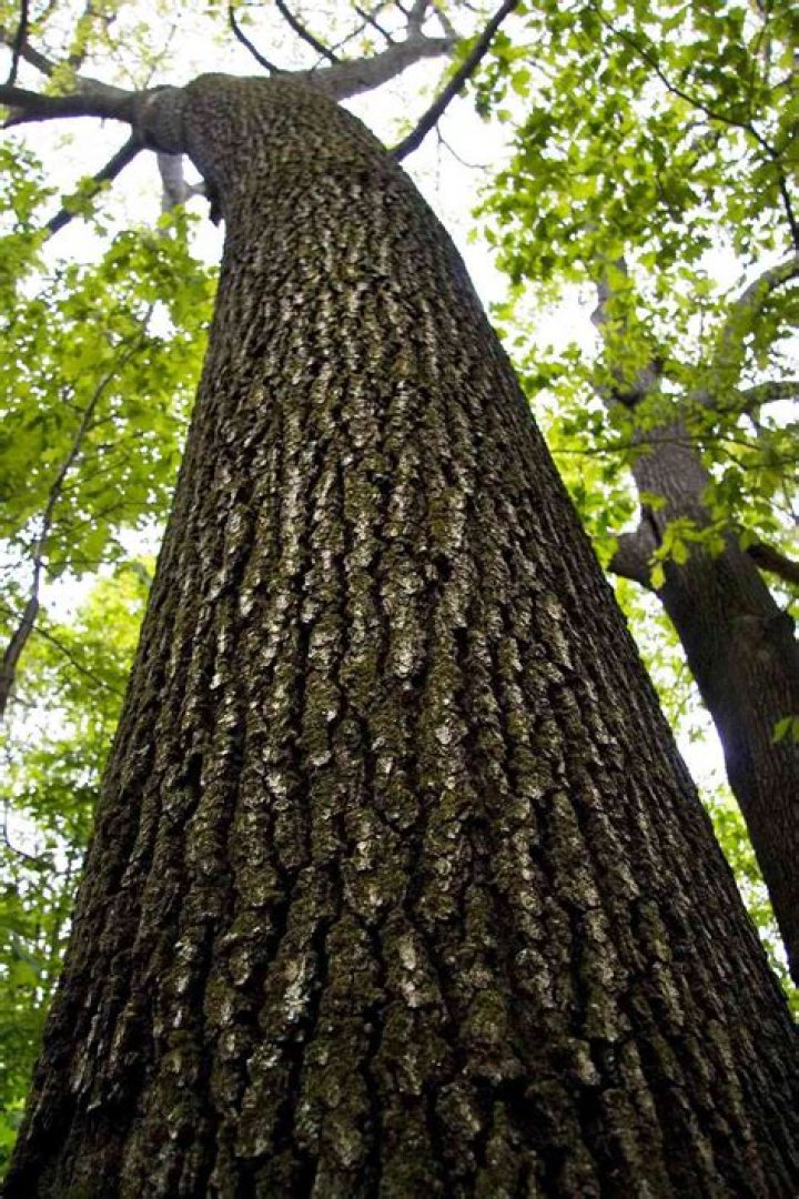 Is an ash tree worth anything