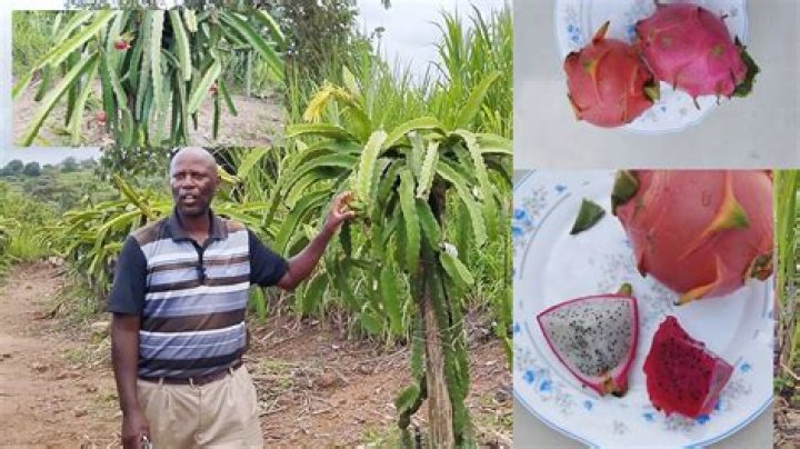 Is dragon fruit in the rainforest