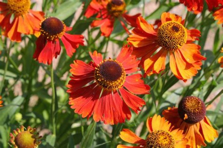 Is helenium a perennial or annual