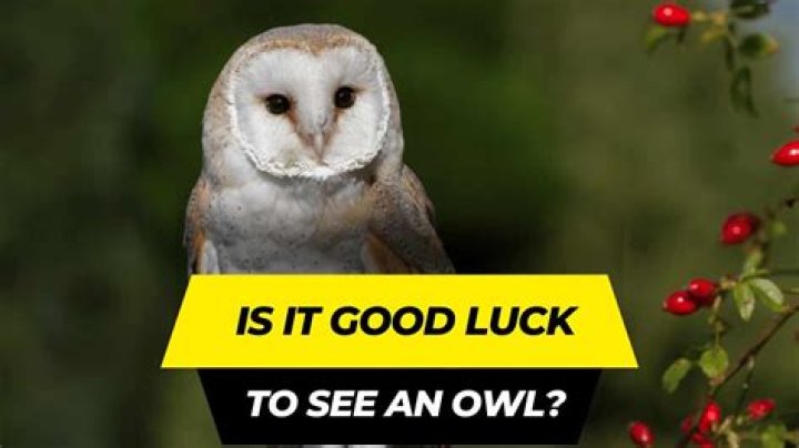 Is it good luck to see an owl