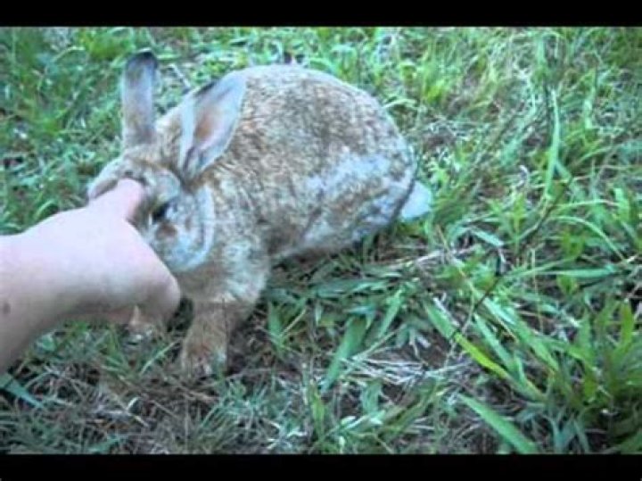 Is it safe to touch a wild rabbit
