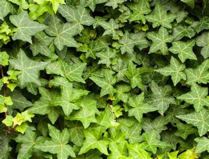 Is ivy Hedera helix poisonous