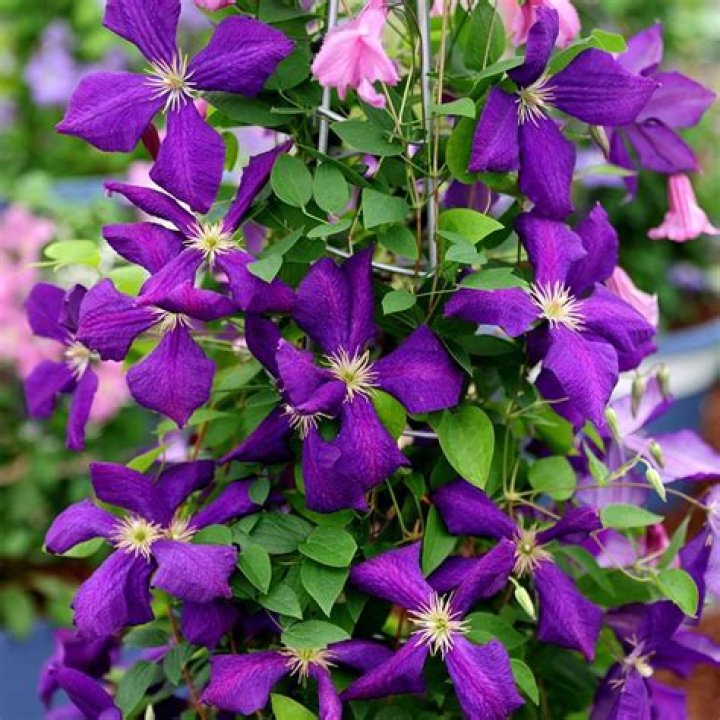 Is Jackmanii clematis Group 3