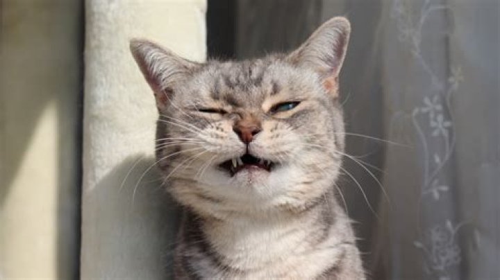 Is my cat sneezing or coughing