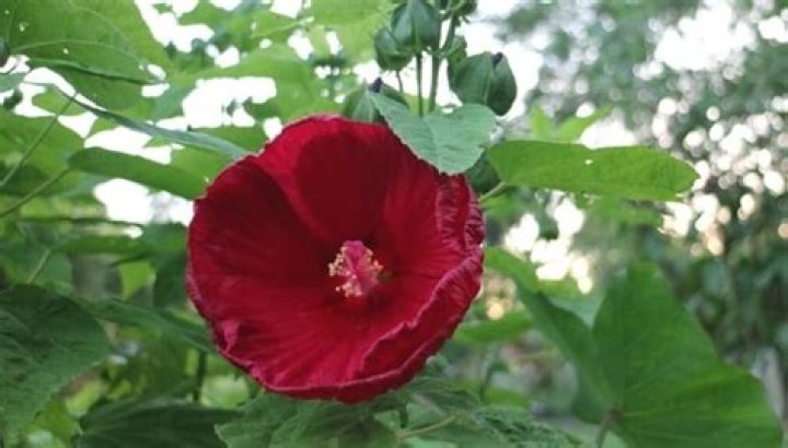 Is my hibiscus dormant or dead