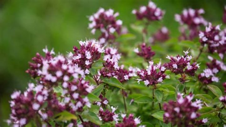 Is ornamental oregano invasive