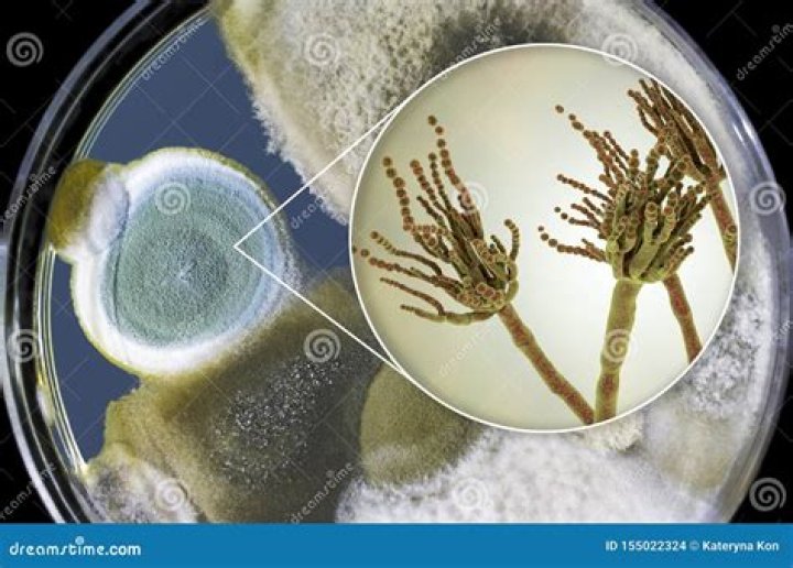 Is penicillin a mold or fungus